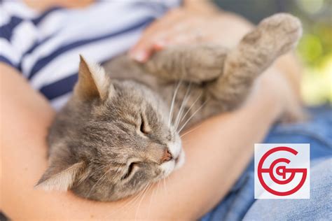 How Pets Bring Us Joy in the Hardest Times | Gou Gou Pets