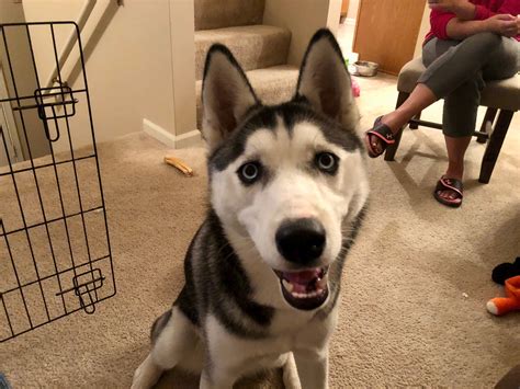 How To Calm A Husky Puppy Down