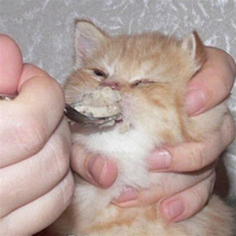 Create comics meme "kitties, memes cat katamatite" - Comics - Meme ...