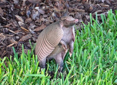 filearmadillo florida  mb jpg wikimedia commons
