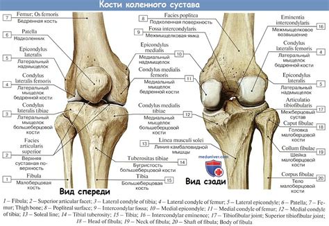 Анатомия : Коленный сустав.