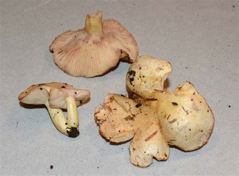Lactarius