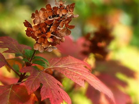 How And When To Prune Oakleaf Hydrangea Bushes