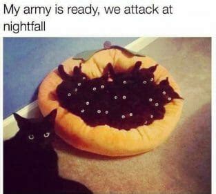 Top 15 Black Cat Memes That Are Terrifyingly Funny!