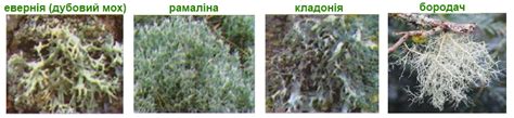 Відділ Лишайники, загальна характеристика, будова лишайника, накипні ...