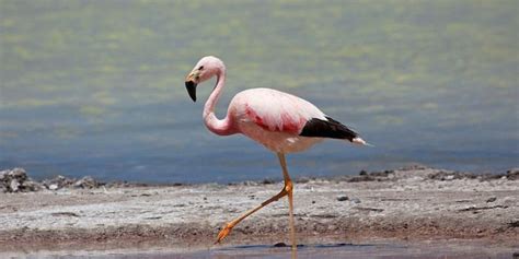 Andean flamingo - Alchetron, The Free Social Encyclopedia