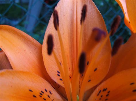 Lily | Sandra | Flickr