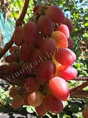 Виноград Анюта: опис сорту, фото і відгуки| Vinograd-Loza