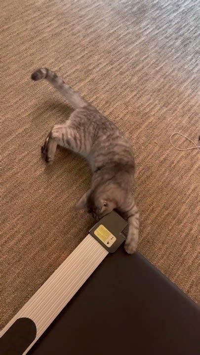 На спорте 😄 #позитив #улыбнись #пушистыйдруг #котик #всегдарядом # ...