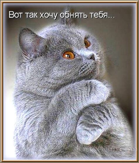 Смешные котята, Объятия животных, Котята