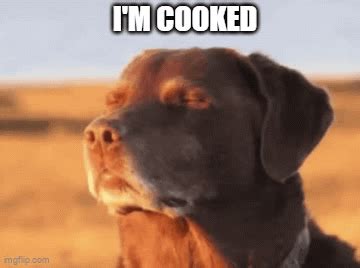 Im Cooked Cooked Dog Meme - Im cooked Cooked dog Cooked - Discover