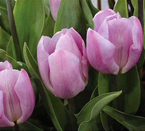 Candy prince – Tulipgarden