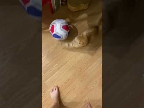 #симба - YouTube