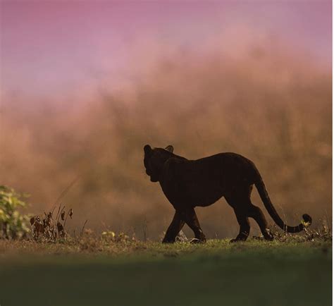 Wildlife Photographer Captures Beautiful Shots Of A Black Panther In ...