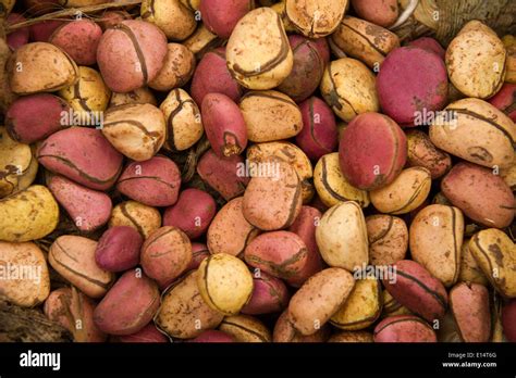 Kola nuts for sale in the market, the Gambia Stock Photo - Alamy