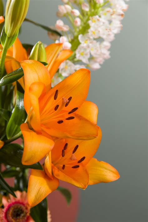 Caesars Palace® - Casino Lilies