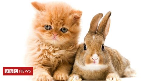 ano novo chines   ano  coelho ou  gato bbc news brasil