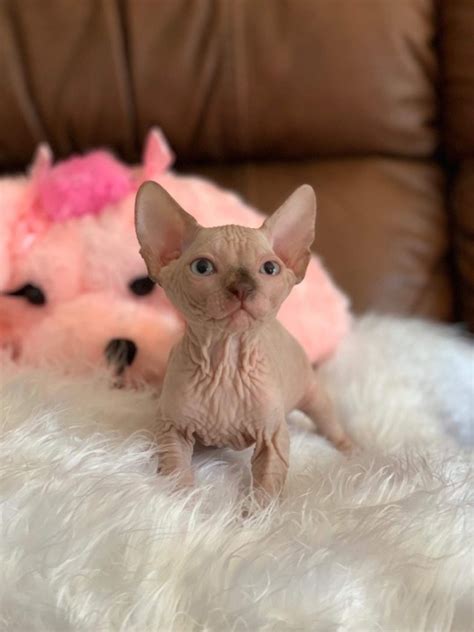 bald cat on Tumblr