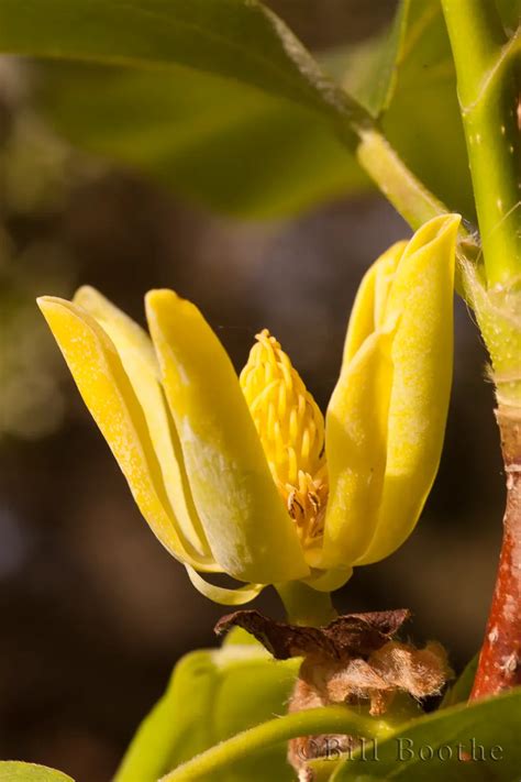 Cucumbertree | Trees and Shrubs | Nature In Focus