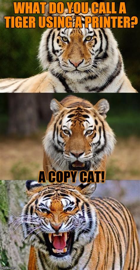 Tiger Puns Memes - Imgflip