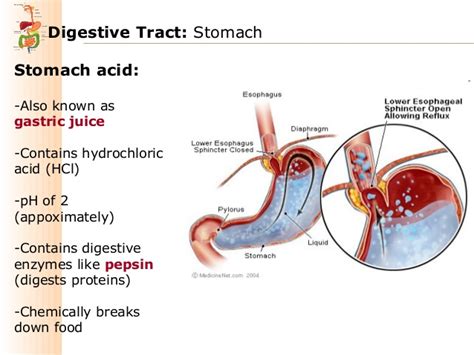 Biology and Chemistry of Stomach Acid: What is Stomach Acid