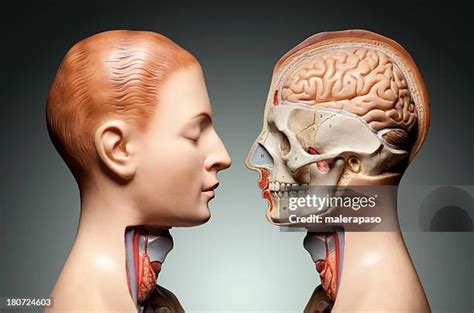 anatomy   body   premium high res pictures getty images