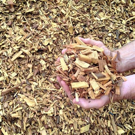 Cypress Garden Chip