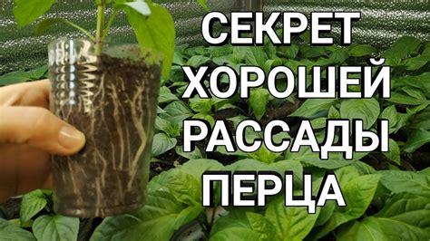 Как БЫСТРО вырастить РАССАДУ ПЕРЦА?🌶Секрет ХОРОШЕЙ рассады.Перевалка и ...