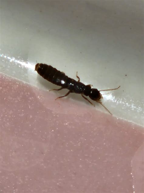 What is this strange bug - Perth, Western Australia : r/whatsthisbug