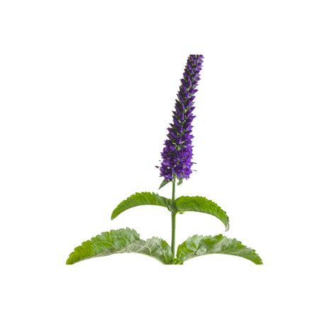 蓝色穗花婆婆纳 盆栽矮生 多年生花园盆栽耐寒耐热宿根花卉花期长--爱鉴花 智能清新生活
