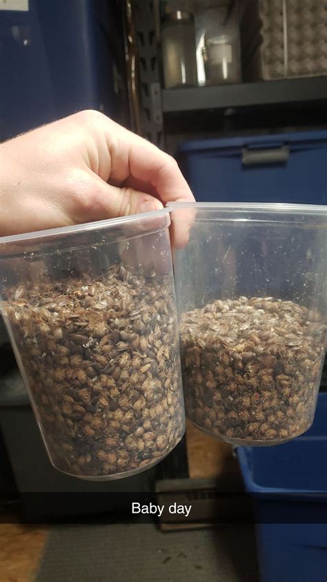 Starting to like the exponential growth : r/roaches