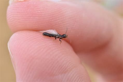 Identifying Common Termite Species in Southeast Texas and How to ...