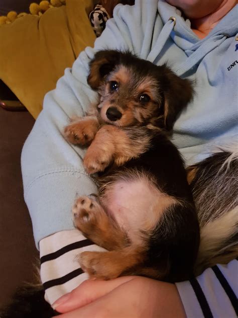 210 best Meet Oscar images on Pholder | Aww, Dogpictures and Aquariums