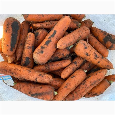 Продам морковь сорт Абако, Херсонская обл., Морковь — Agrotorg