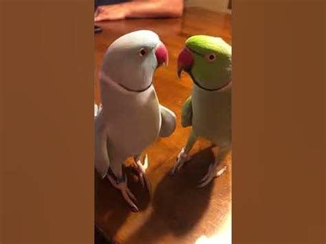 Funny and cute parrots : r/Animal