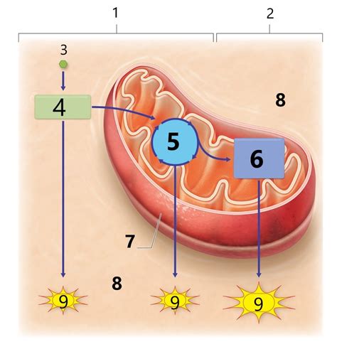 Glucose catabolism and oxidative phosphorylation Diagram | Quizlet 