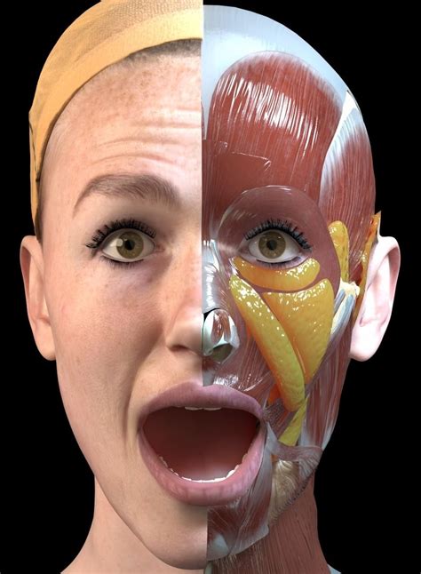 3D anatomy animation – Sergejs Kolecenko | 3D Generalist, Artist