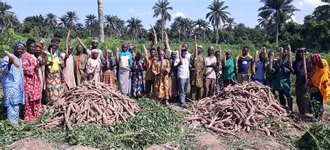 Cassava farmers in Ogun adopts improved weed management practices ...