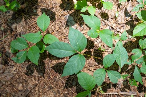poison ivy   austra health vrogueco