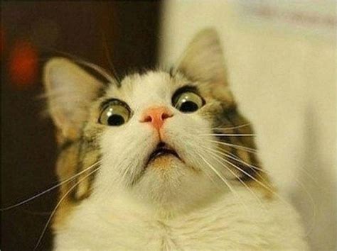 funny cat memes wallpapers tophinhanhdep