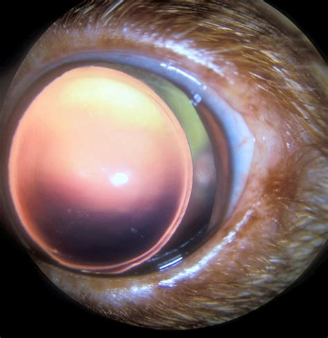 Image:Lens subluxation, dog-Merck Veterinary Manual
