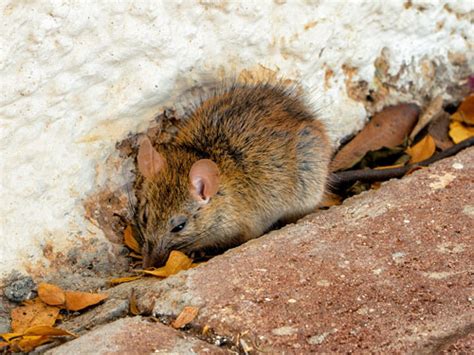 good mouse deterrent critter control  lake county