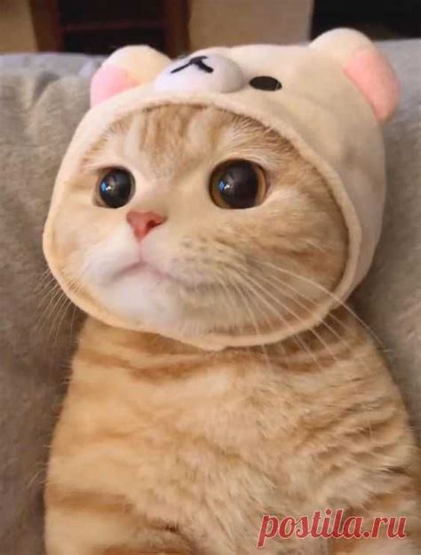 Pinterest | Кисули. | Постила