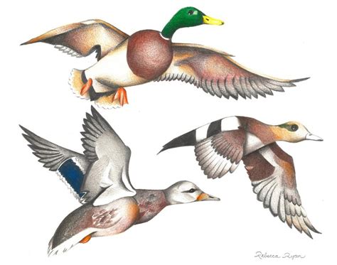 Mallard Duck Pencil Drawing at PaintingValley.com | Explore collection ...