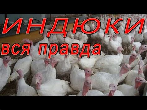 Индюки разведение | Вся правда о выращивании индюков - YouTube