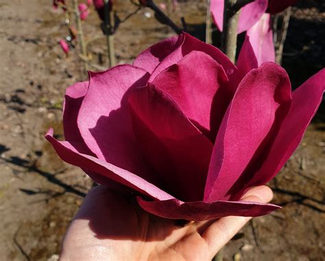 МАГНОЛИИ: Magnolia Emperor - Магнолия Emperor