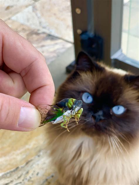 Cicadas have arrived. : r/cincinnati