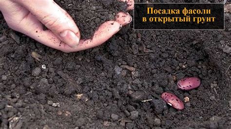 Посадка фасоли в открытый грунт семенами - YouTube