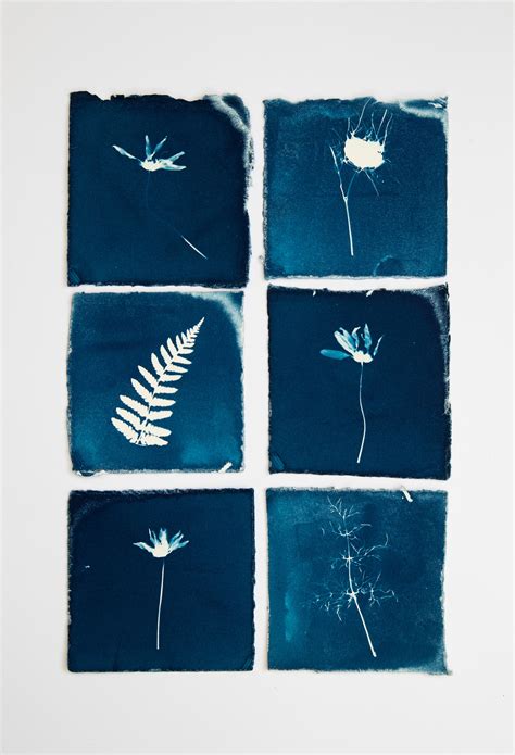 Cyanotypes - Sally Ann Stone Photography
