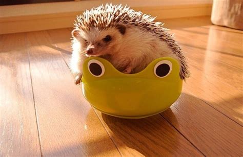 In pictures: The many faces of Marutaro the hedgehog